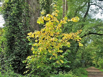 Předpověď na  ZÁŘÍ  podle znamení zvěrokruhu