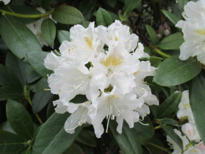 Květ rododendronu