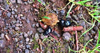 Valí si svou kuličku