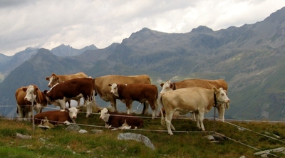 Alpské kravičky