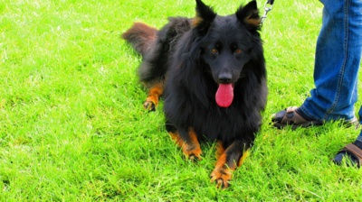 Z výstavy chodských psů