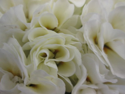 Předjaří v Královské zahradě-detail