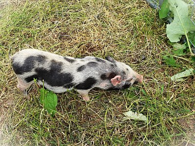 ... a ten vepř jako pepř...