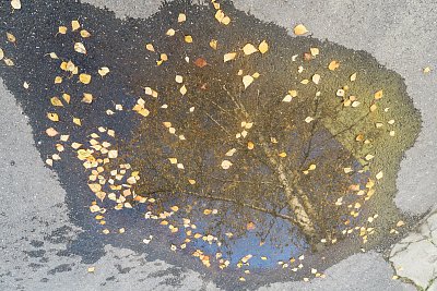 Utopená bříza ...