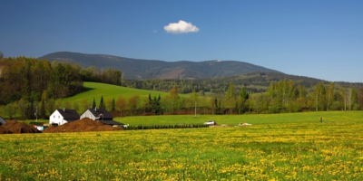 Pampeliškové jarní ráno