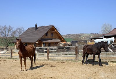 Koníci