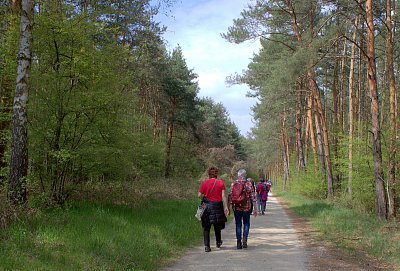 Procházka jarním lesem