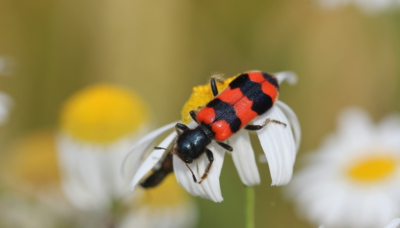 Naši brouci - pestrokrovečník včelový