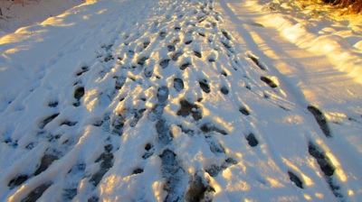 Stopařská