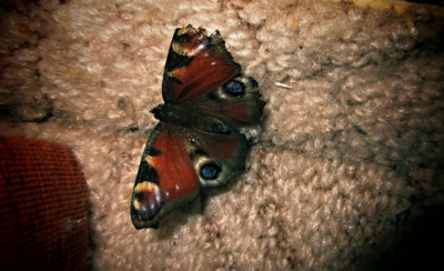 Spí se mnou motýlek