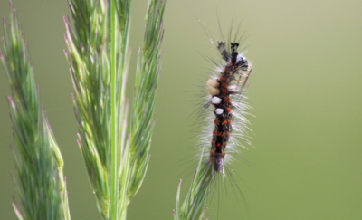 Příroda čaruje - housenka štětconoše trnkového