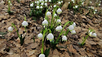 Něžné jarní poiselství