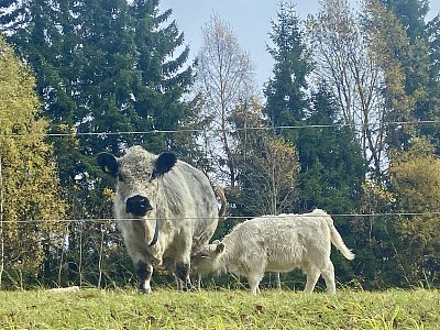 …a ta kráva, mléko dává….