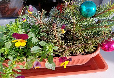 V roce 2023 ještě kvetly macešky