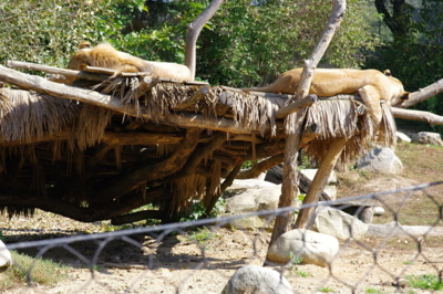 To je veget - snad nás nenajdou :-)