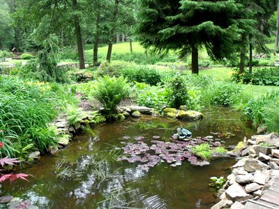 Jezírko v lesoparku