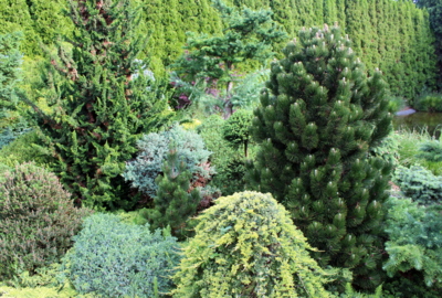 Tip na výlet: obec Jalubí, kde v zahradnictví pěstují Čarověníky