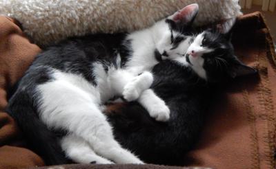 Spokojené kočky
