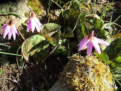 Kandík Psí zub na skalce...