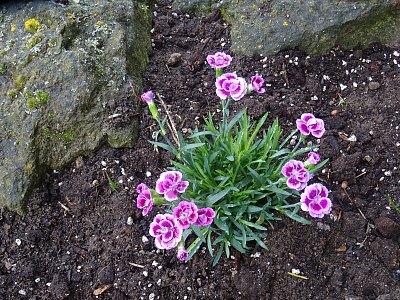 Karafiát na skalce...