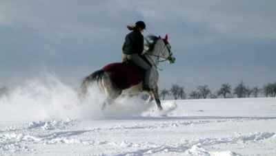 Když se baví kůň...