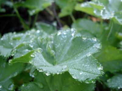 Kontryhel s kapičkami rosy