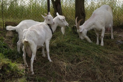 Kozí trio ...