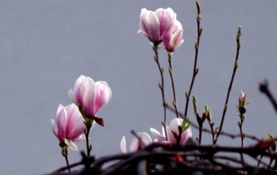 Královna květů-magnolie