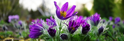 Krása jarních dní