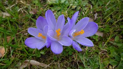 Krokusový příslib jara