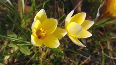 Krokusový příslib jara