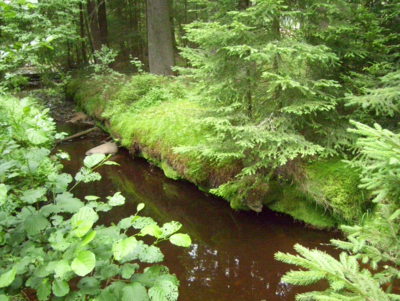 Zátiší v Krušných horách