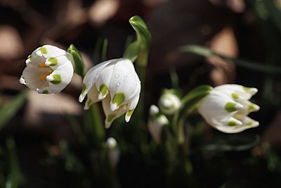 Už kvetou i bledule