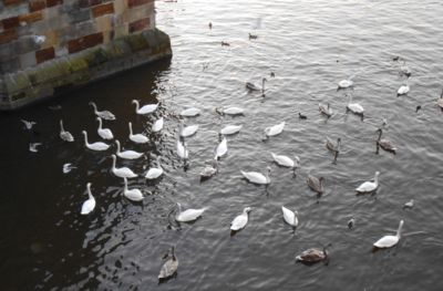 Setkání íčkařek