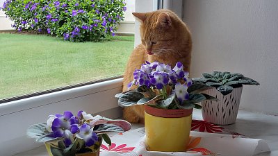 Ochutnávač fialek  ... :-)