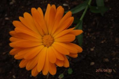 Léčivka -měsíček zahradní