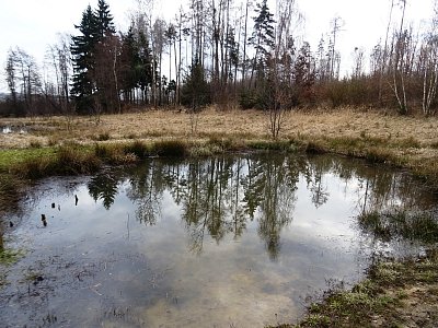 Lesnovské mokřady...