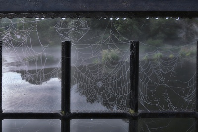 Letní ráno u řeky