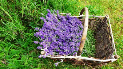 Letošní první sklizeň