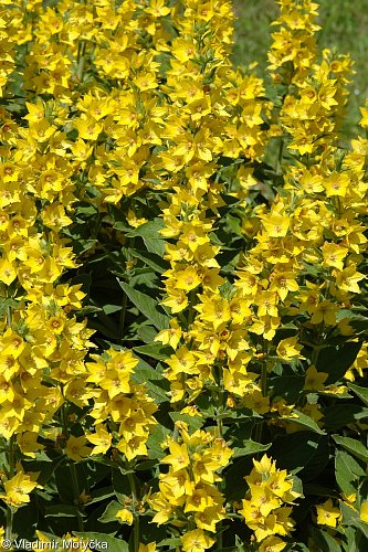 Lysimachia punktata, vrbina tečkovaná