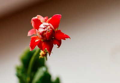 Kolopějka si kvete na parapetu a za oknem -11°C