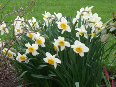 Narcisky v lázních