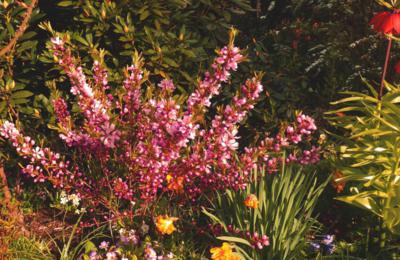 Nakvétající mandloŃ