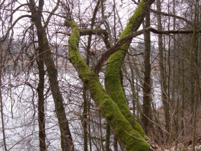 Jaro - mechový strom