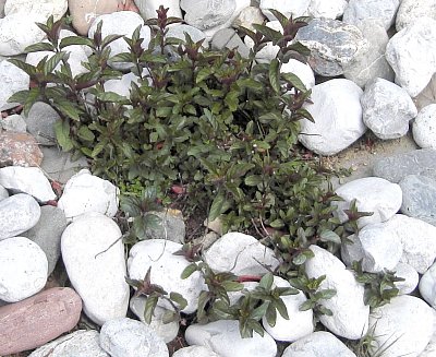 Máta peprná - mentha piperita *