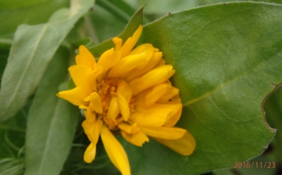 Měsíček lékařský - ještě kvetu