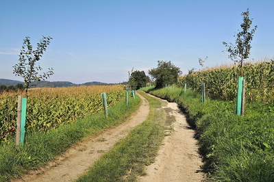 Mezi lány
