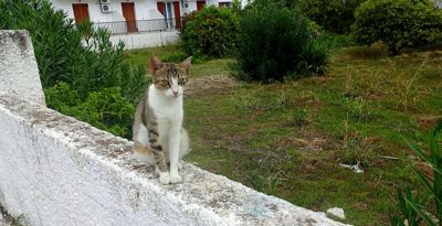 Mňau se řecky řekne mňau