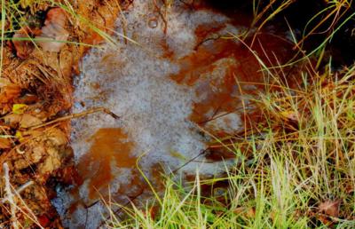 Mofeta v přírodní reservaci SOOS