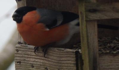 Na jaře slunečnice obzvlášť chutná